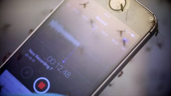 Zdjęcie przedstawia telefon z włączonym nagrywaniem, wokół którego latają komary.