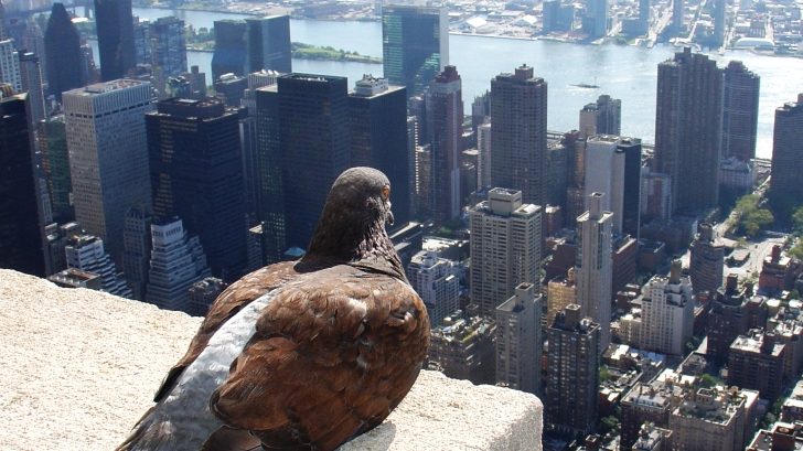 Zdjęcie przedstawia gołębia siedzącego na dachu Empire State Building w Nowym Jorku.