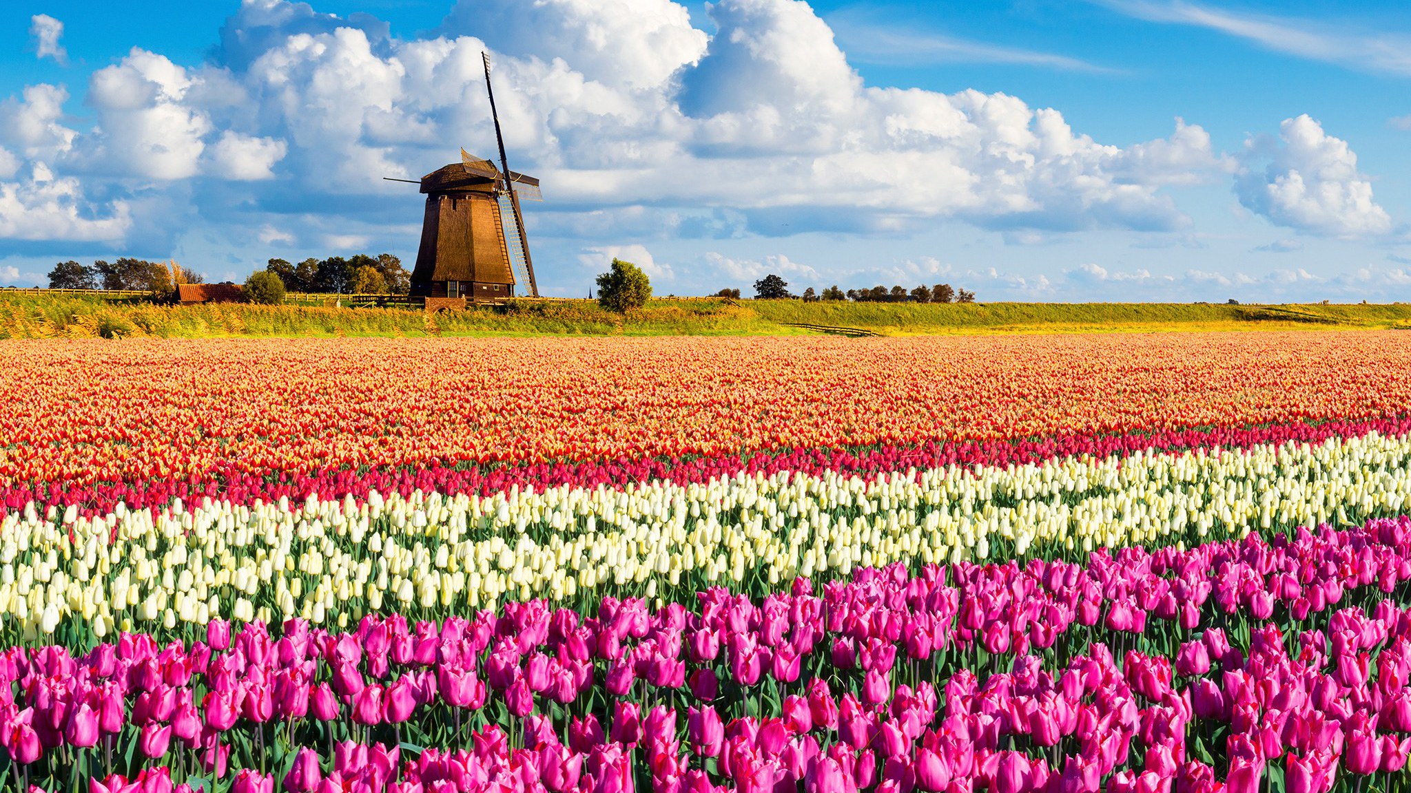 Где находится тюльпановое поле. Амстердам тюльпановые поля. Голландия тюльпановые поля мельница. Парк кёкенхоф Голландия мельница. Тюльпановые поля Прованса во Франции.