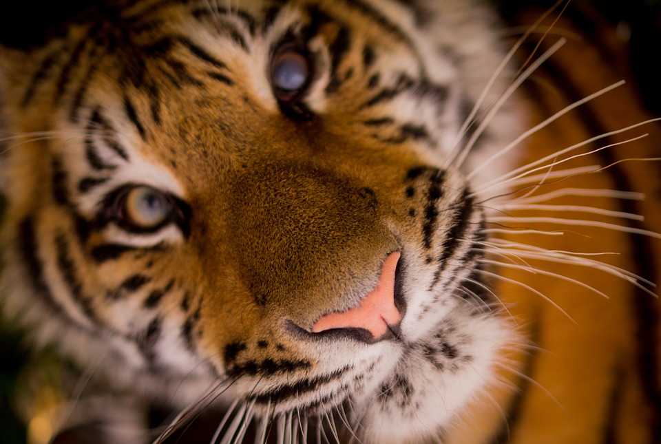 5 nieoczywistych ciekawostek o tygrysach