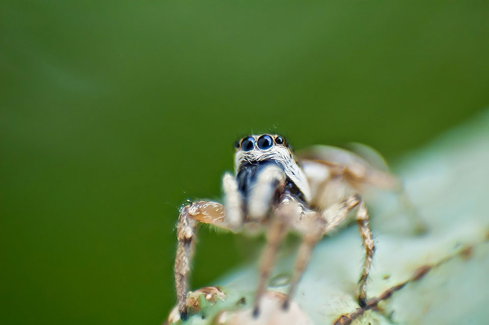 Pająk, pająki, pajęczaki, sieci pajęcze i pajęczyny - ciekawostki o zwierzętach na ciekawe.org