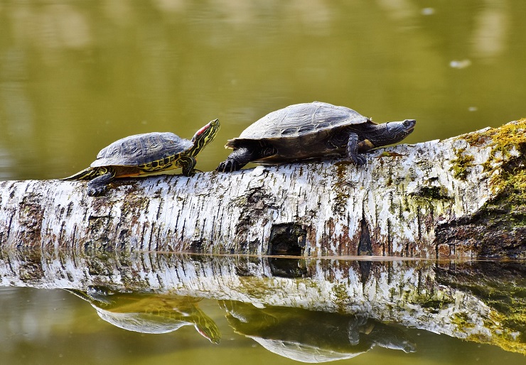 5 nieoczywistych ciekawostek o żółwiach