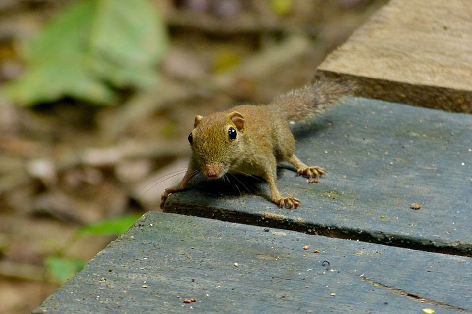 Wiewiórka, wiewiórki, nieoczywiste ciekawostki na temat wiewiórek na Ciekawe.org