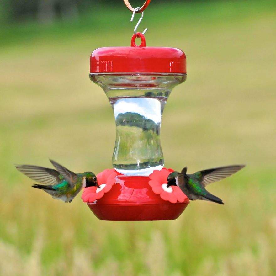 Koliber, kolibry, ciekawostki i ciekawe fakty o kolibrach i na temat kolibrów na Ciekawe.org