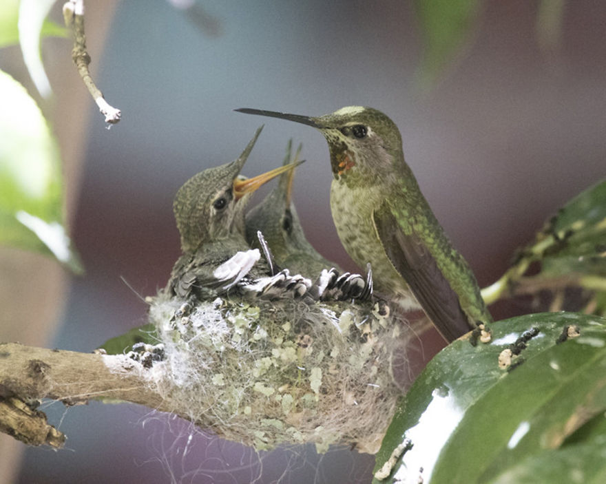 Koliber, kolibry, ciekawostki i ciekawe fakty o kolibrach i na temat kolibrów na Ciekawe.org