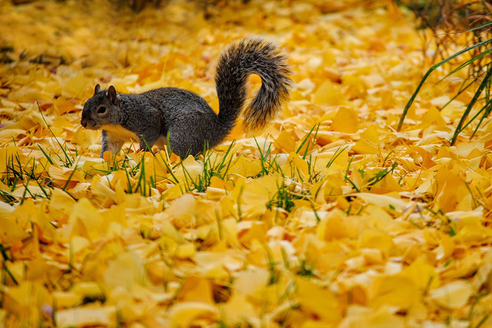 Wiewiórka, wiewiórki, nieoczywiste ciekawostki na temat wiewiórek na Ciekawe.org