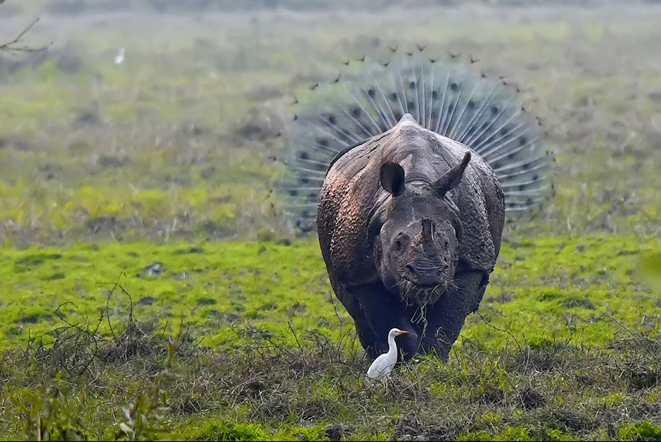 Najzabawniejsze zdjęcia dzikiej przyrody - zwycięzcy konkursu 2018