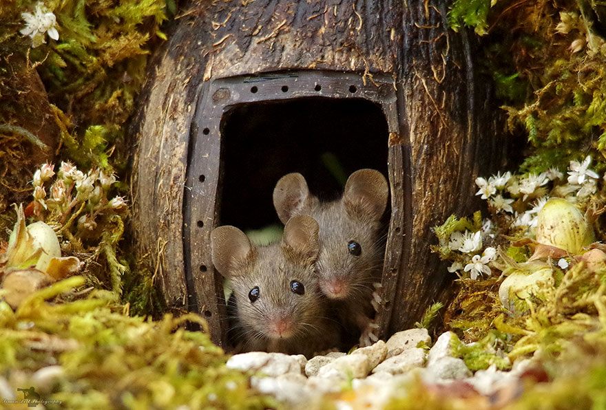 Wioseczka myszy - zdjęcia Simon Dell. Ciekawe.org