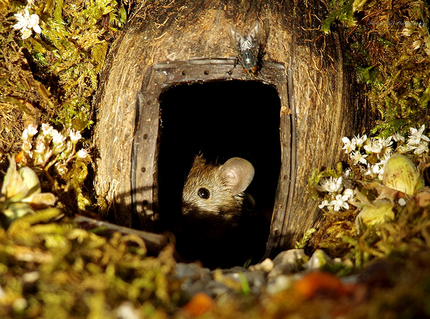 Wioseczka myszy - zdjęcia Simon Dell. Ciekawe.org