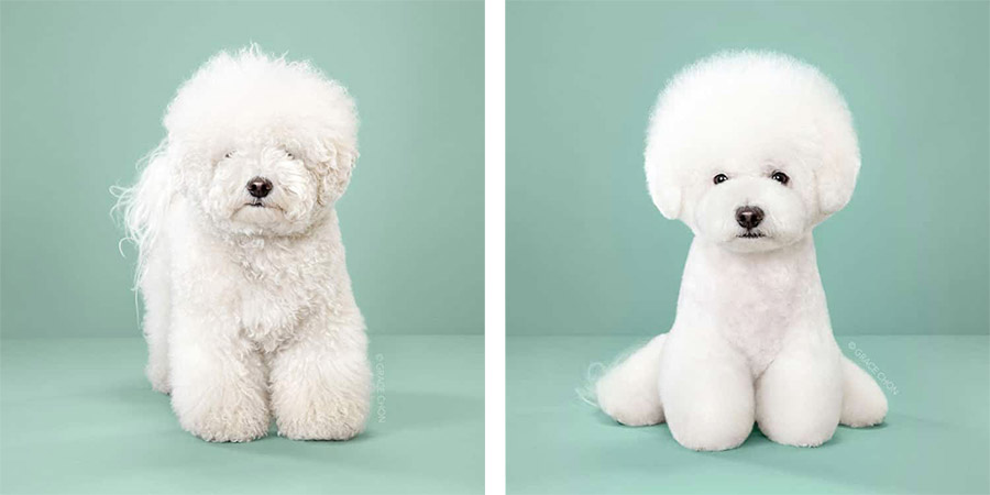 Psy przed i po strzyżeniu, niesamowita metamorfoza psów u fryzjera tylko na Ciekawe.org