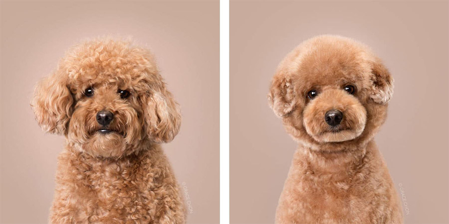 Psy przed i po strzyżeniu, niesamowita metamorfoza psów u fryzjera tylko na Ciekawe.org