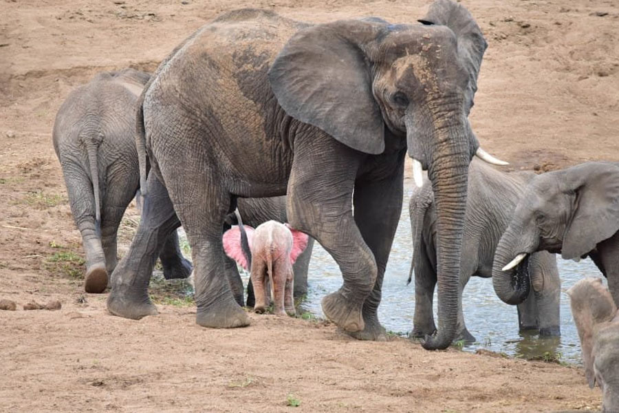 Biały słoń! W RPA urodziło się niezwykle rzadkie, albinotyczne słoniątko